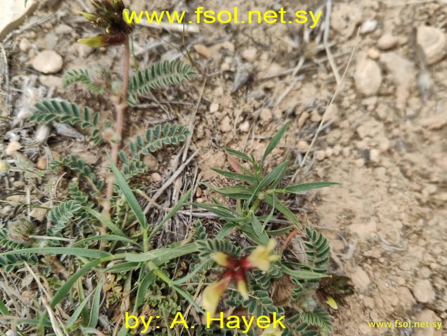 Astragalus suberosus Banks et Sol